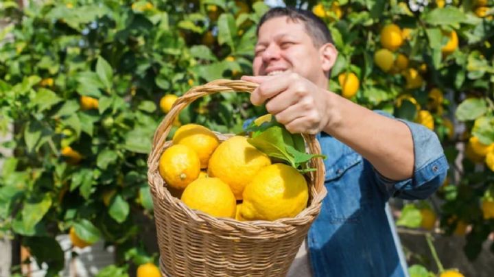 Consejos y Trucos para que tu limonero crezca sano, vigoroso y ofrezca sus mejores frutos