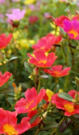 Flores que desafían la sequía: 5 plantas perennes que llenarán tu hogar de aromas y colores