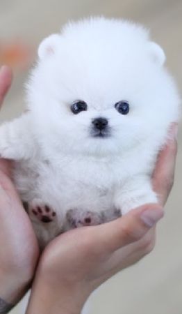 Pomerania Mini Toy: Un Perro de Tamaño Diminuto y una Ternura Gigante