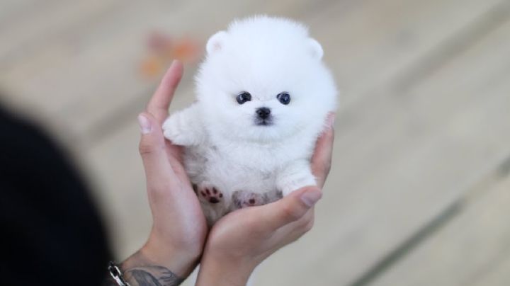 Pomerania Mini Toy: Un Perro de Tamaño Diminuto y una Ternura Gigante