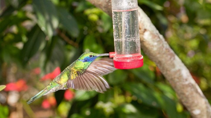 Crea un oasis para colibríes en solo 10 minutos con esta sencilla idea de manualidades