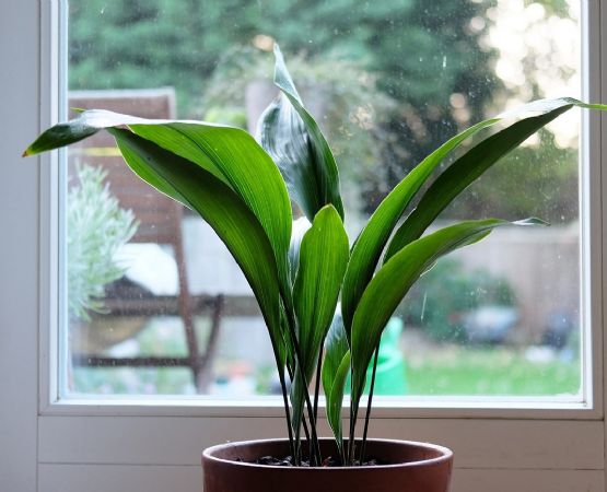 Aspidistra: La planta todoterreno que revolucionará tu hogar
