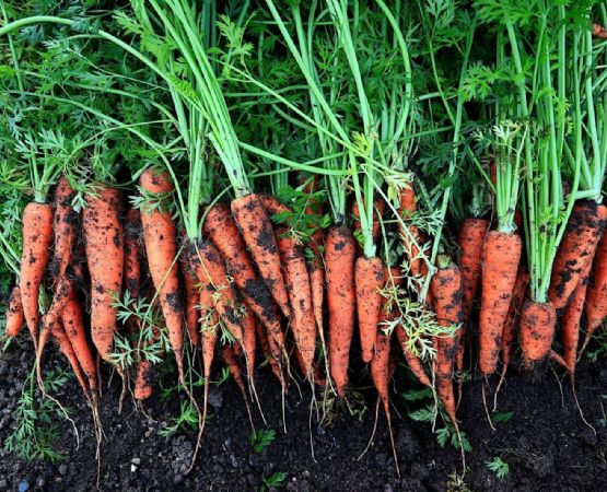 4 trucos esenciales para cultivar zanahorias