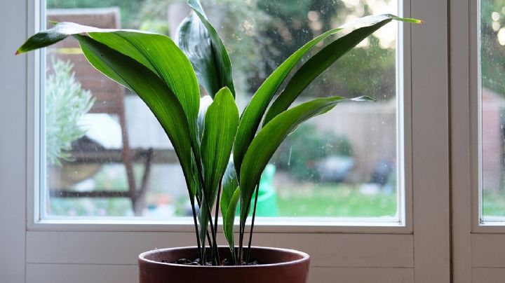 Aspidistra: La planta todoterreno que revolucionará tu hogar