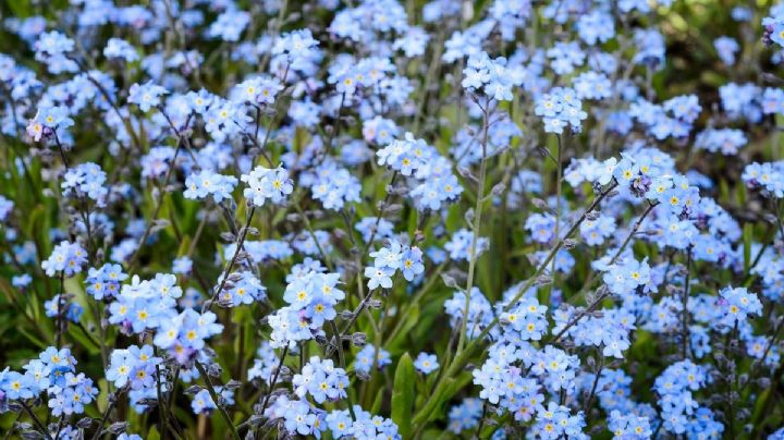 Llená tu jardín de vida con la Myosotis Sylvatica, una planta con unas flores únicas