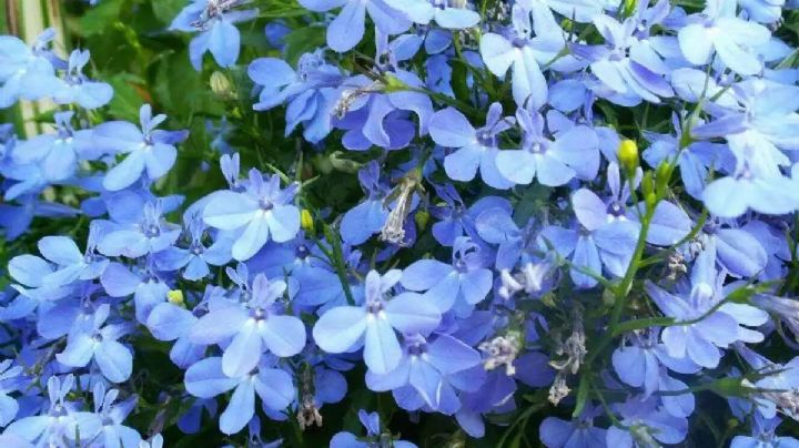 Esta es la planta de flores azules y diminutas que amarás tener en casa