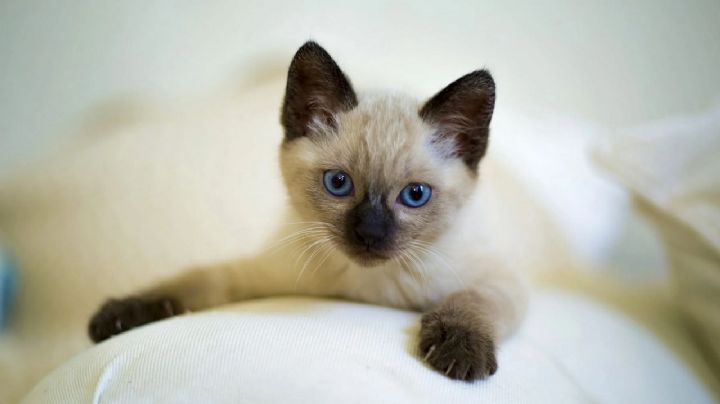 Prepárate para enamorarte de las 7 razas de gatos más diminutas y encantadoras del mundo