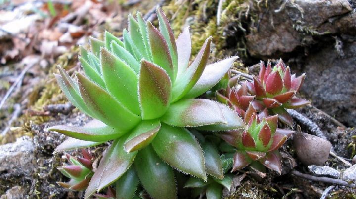 Sempervivum tectorum: características de la suculenta que conquistó los tejados romanos