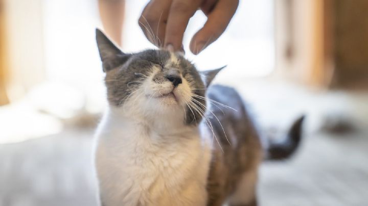 Lenguaje Felino: Dos formas que tiene tu gato de decir "Te quiero"