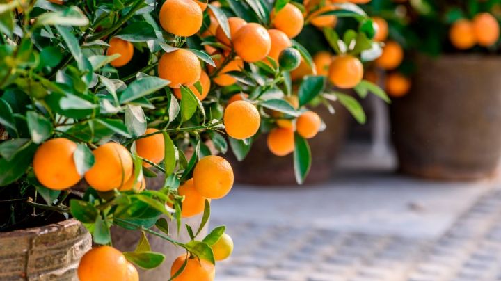 Aprende a cultivar un Naranjo en maceta con este truco de jardinería