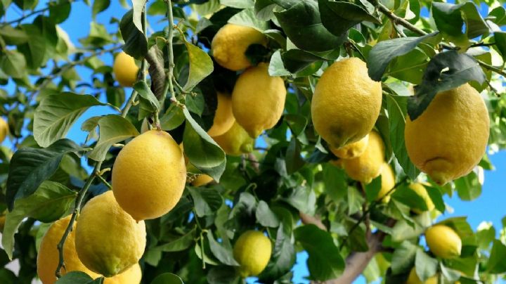 Prepara tu limonero para una cosecha espectacular con esta guía de consejos