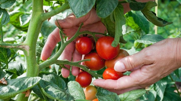 Transforma tus plantas de tomates con este genial truco de jardinería