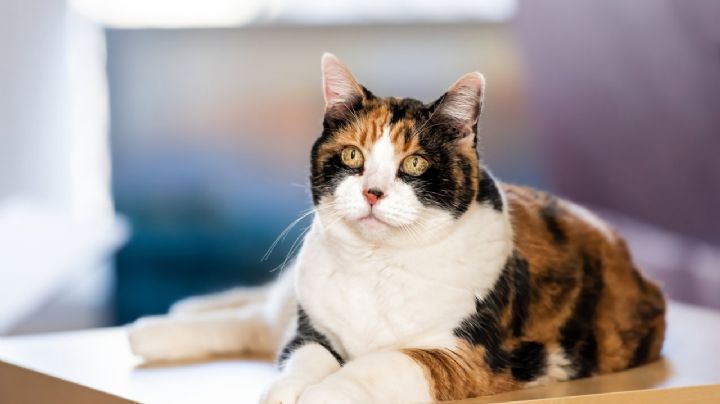 La ciencia nos revela por qué los gatos tricolores son casi siempre hembras