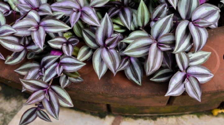 Tradescantia Zebrina, la joya de la corona en plantas ornamentales