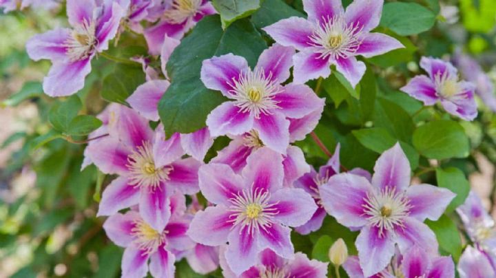 Explora el maravilloso mundo de la Clematis, la estrella trepadora de los jardines