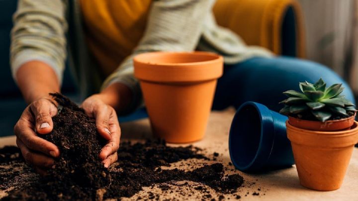 Enriquece tu Jardín de Forma Sostenible: Guía Práctica para Crear Tierra Orgánica sin Costo