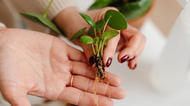 El secreto de jardinería revelado: enraiza cualquier planta con un solo ingrediente