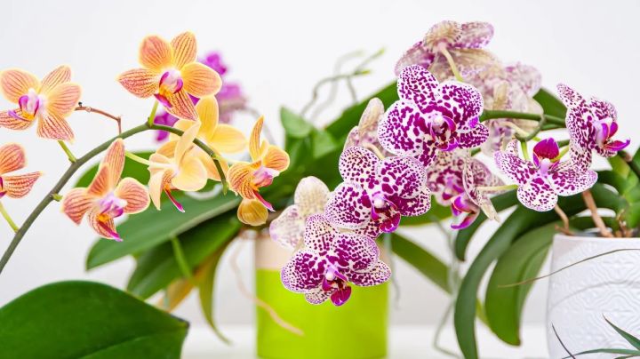 Plantas: Transforma tu hogar en un oasis con orquídeas que brillan todo el año
