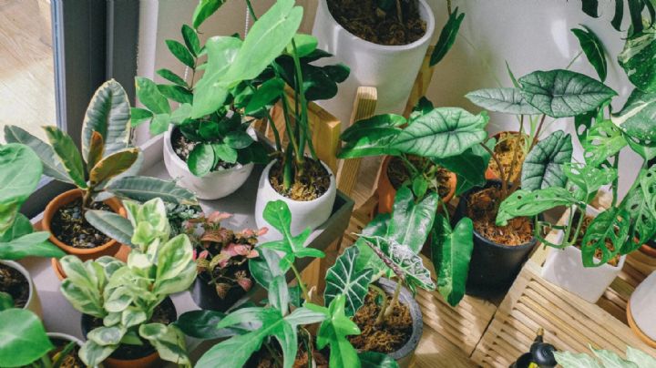 Transforma tu hogar en un oasis de buena suerte con estas 7 plantas mágicas