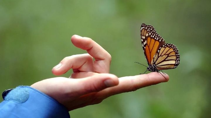 ¿Cuál es el significado de que una mariposa se pose sobre ti?