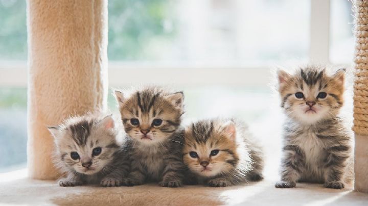 5 razas de gatos pequeñas y adorables