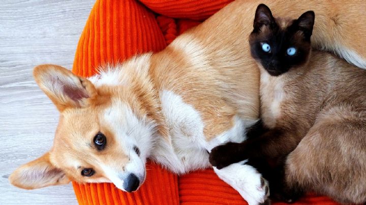 Descubre estas 4 razas de perro con alma de felino