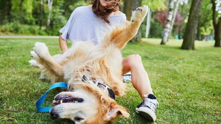 ¿Cómo funcionan las cosquillas en tu perro?