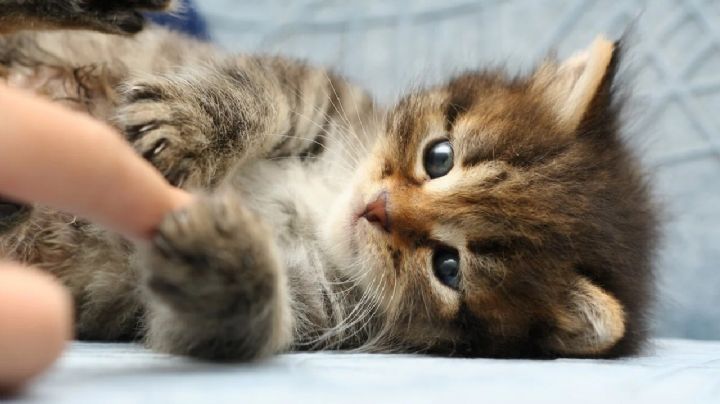 Descubre las 3 razas de gato que nunca pierden su encanto de cachorro