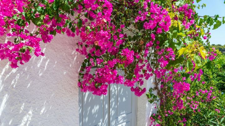 Embellece y aromatiza tu hogar con estas 3 plantas enredaderas espectaculares