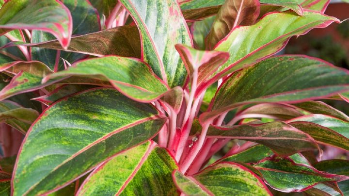 Ilumina esos rincones olvidados de tu hogar con la majestuosa planta Aglaonema