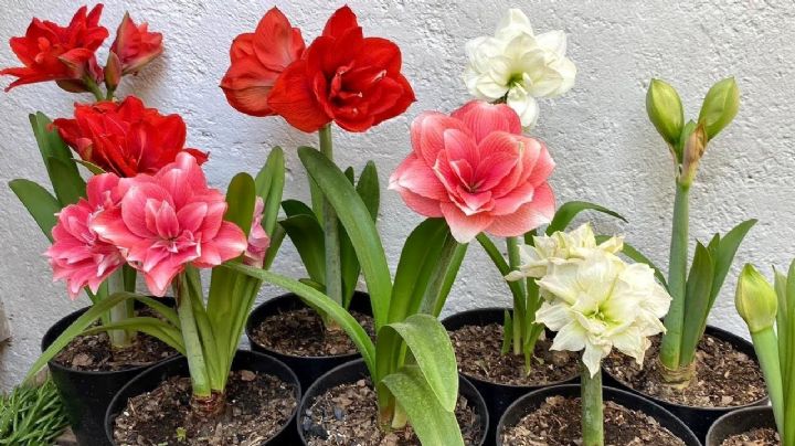 Embellece tu hogar con la majestuosa Amarilis y sus flores deslumbrantes