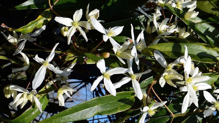 Descubre la Clematis armandii, la maravillosa planta trepadora que embellece y perfuma tu jardín