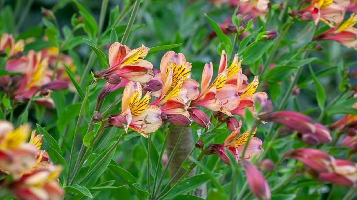 Guía de cuidados para que tu preciada planta Alstroemeria ilumine tu jardín con colores vibrantes