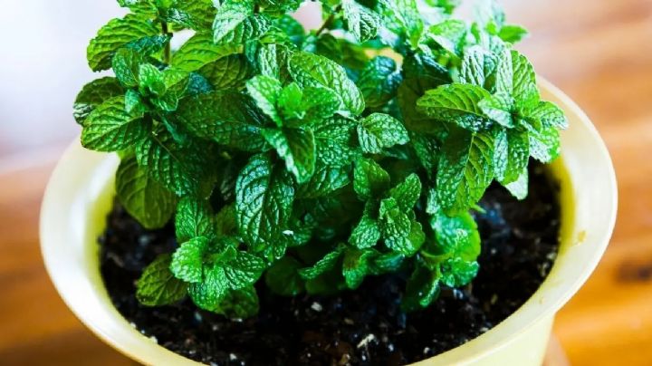 Transforma tu cocina en un oasis de fragancias plantando menta en una taza