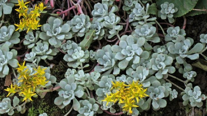 Características de la Sedum Spathulifolium, la suculenta con aroma a primavera