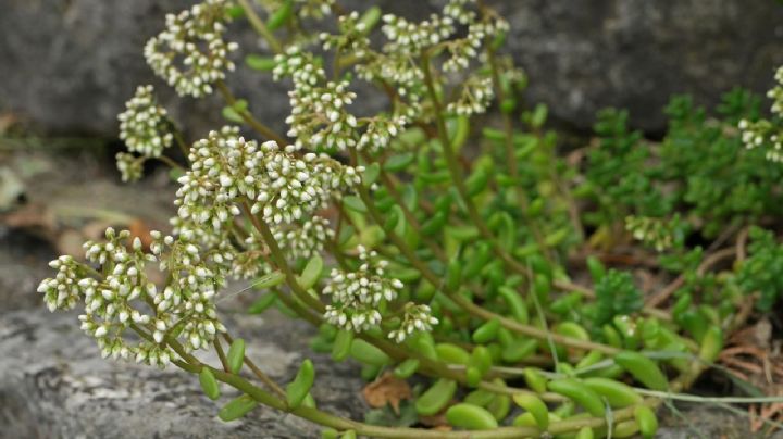 Características y cuidado del Sedum álbum: La famosa suculenta versátil