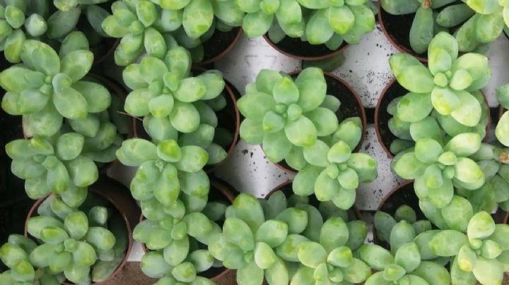 Descubre la Sedum Treleasei, la joya de las suculentas