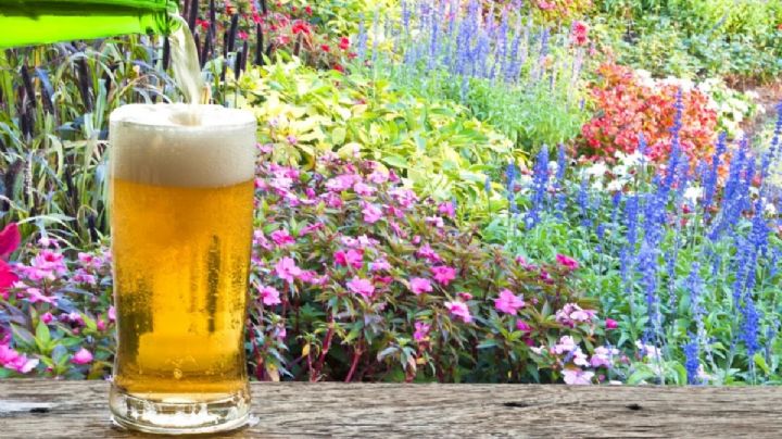 10 increíbles usos de la cerveza en tu jardín