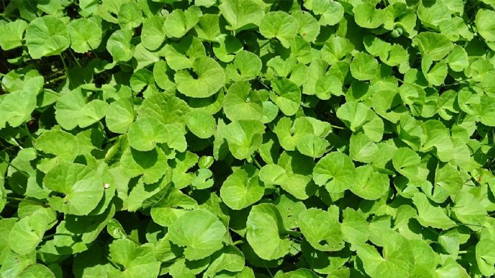 Centella asiática: la hierba que revitaliza el cerebro