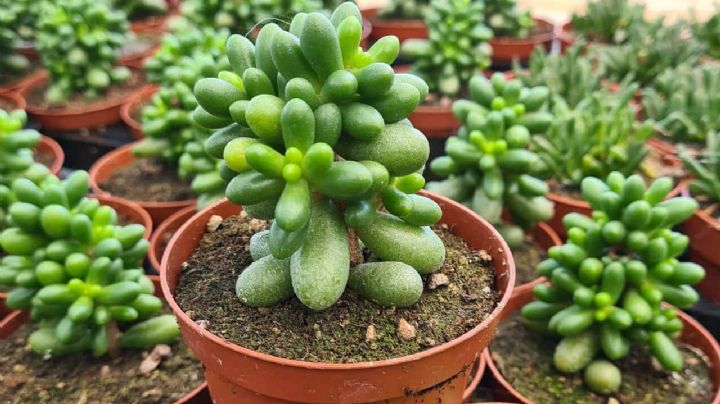 Descubre al Sedum hernandezii: una suculenta de gran resistencia y valor ornamental