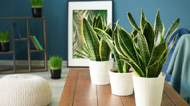 5 plantas resistentes para amantes de la decoración de interiores y aptas para principiantes