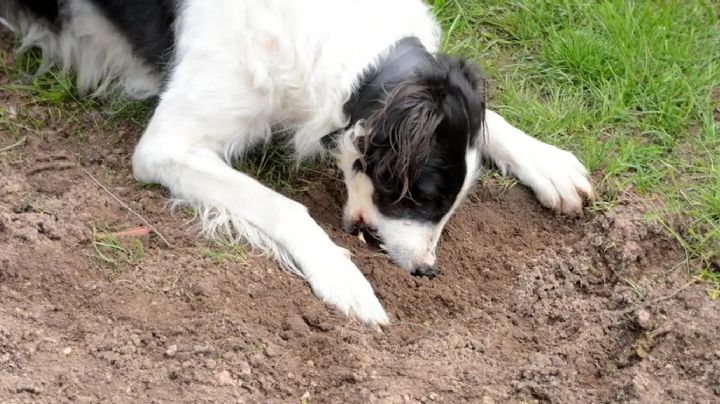 ¿Por qué los perros comen tierra? Descubre las 5 causas principales