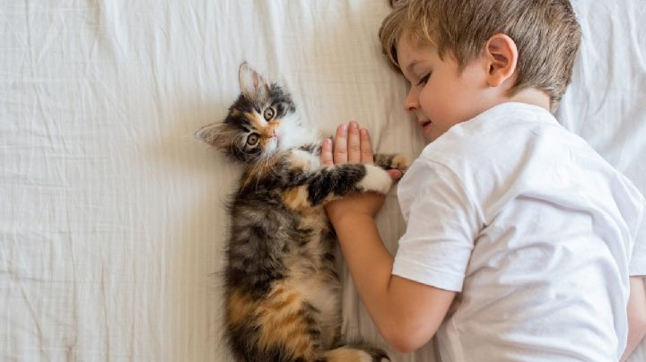 Las razas de gatos perfectas para niños: ¡descubre a tus nuevos compañeros peludos!