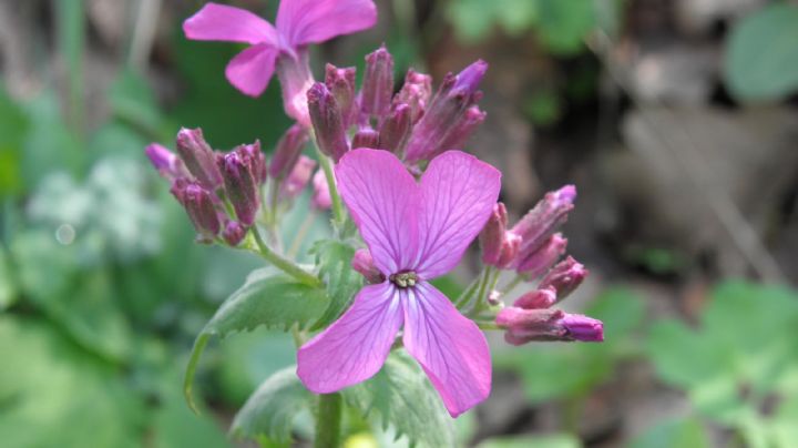 Descubre la Lunaria Annua: la planta de la fortuna