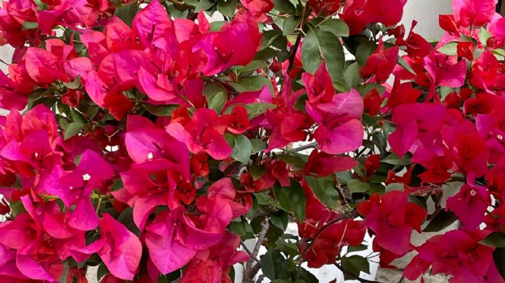 Descubre los sorprendentes usos de la flor de buganvilla en casa