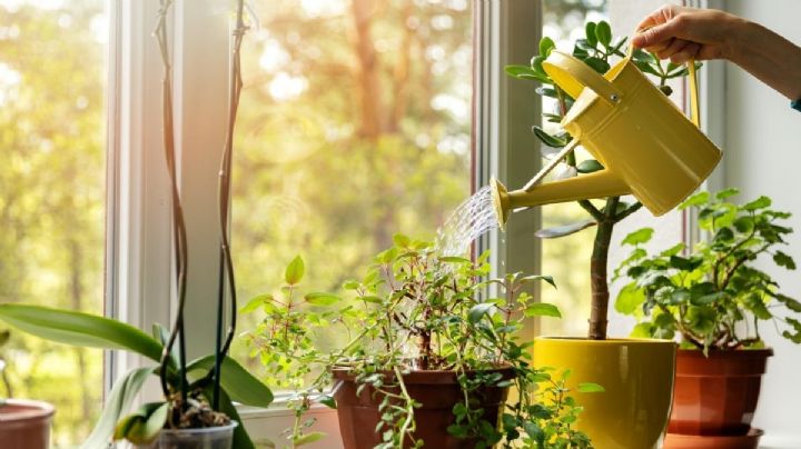 Jardinería: Cómo hidratar tus plantas de interior con éxito