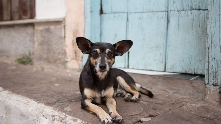 ¿Por qué los perros vagabundos siempre te eligen a ti? Descubre su significado especial