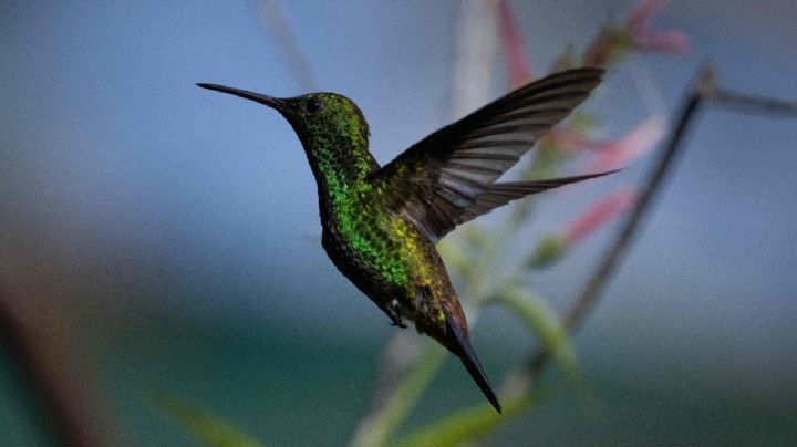 Atrae la magia de los colibríes a tu jardín