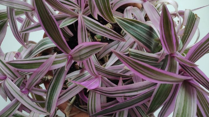 Tradescantia Spathacea: La joya de las plantas de interiores