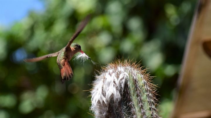 Atrae a los polinizadores a tu jardín con cactus y suculentas